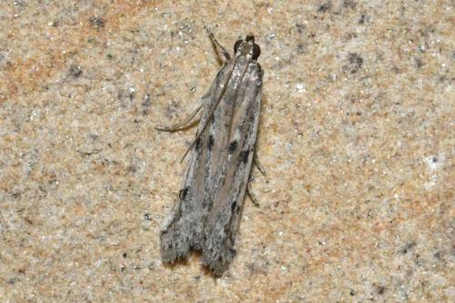 Phycitodes sp.